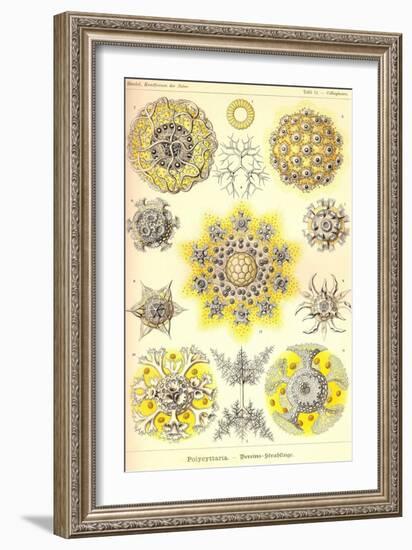 Polycytaria Radiolaria-Ernst Haeckel-Framed Art Print