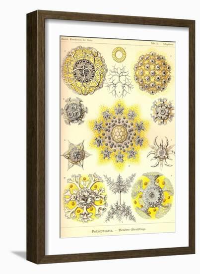 Polycytaria Radiolaria-Ernst Haeckel-Framed Art Print