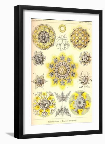 Polycytaria Radiolaria-Ernst Haeckel-Framed Art Print