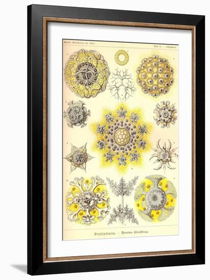 Polycytaria Radiolaria-Ernst Haeckel-Framed Art Print