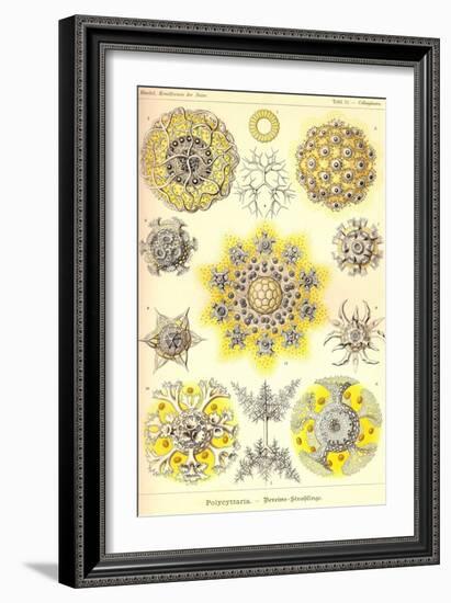 Polycytaria Radiolaria-Ernst Haeckel-Framed Art Print