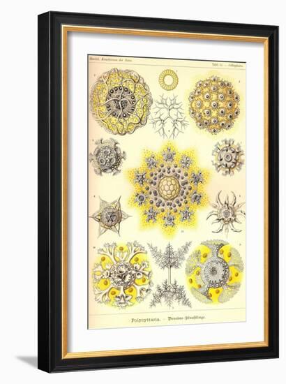 Polycytaria Radiolaria-Ernst Haeckel-Framed Art Print