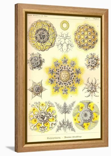 Polycytaria Radiolaria-Ernst Haeckel-Framed Stretched Canvas