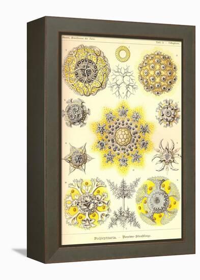 Polycytaria Radiolaria-Ernst Haeckel-Framed Stretched Canvas