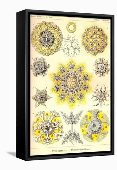 Polycytaria Radiolaria-Ernst Haeckel-Framed Stretched Canvas