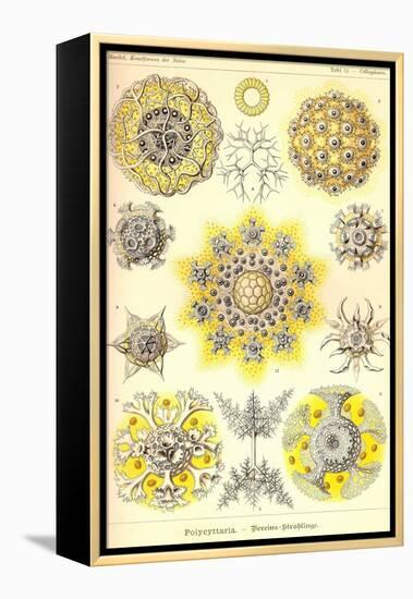 Polycytaria Radiolaria-Ernst Haeckel-Framed Stretched Canvas