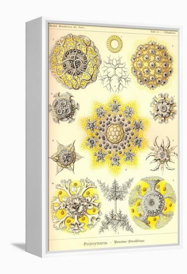 Polycytaria Radiolaria-Ernst Haeckel-Framed Stretched Canvas