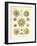 Polycyttaria, 1899-1904-null-Framed Giclee Print