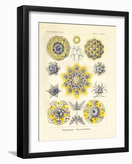 Polycyttaria, 1899-1904-null-Framed Giclee Print