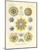 Polycyttaria, 1899-1904-null-Mounted Giclee Print