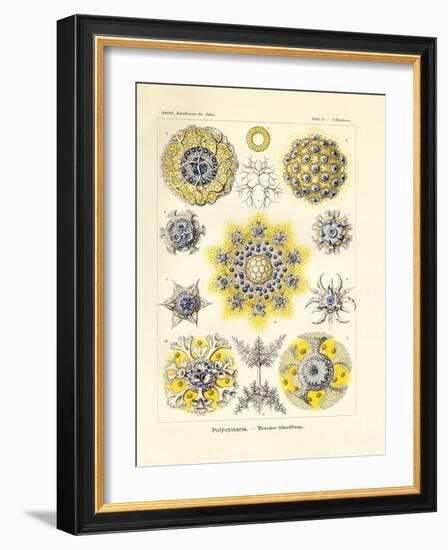 Polycyttaria, 1899-1904-null-Framed Giclee Print