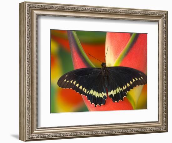 Polydamas Swallowtail Butterfly on Heliconia Flower-Darrell Gulin-Framed Photographic Print