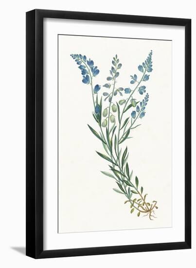 Polygala on White-Wild Apple-Framed Art Print