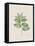 Polygonatum Latifolium-The Vintage Collection-Framed Stretched Canvas