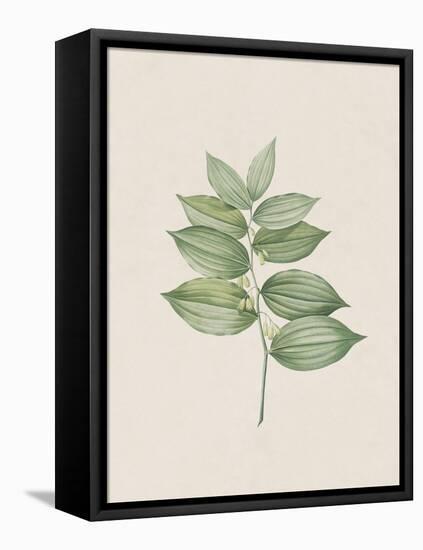 Polygonatum Latifolium-The Vintage Collection-Framed Stretched Canvas