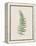 Polygonatum Verticillatum-The Vintage Collection-Framed Stretched Canvas