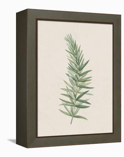 Polygonatum Verticillatum-The Vintage Collection-Framed Stretched Canvas