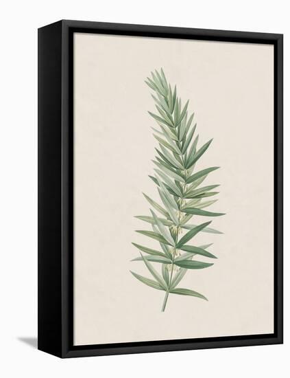 Polygonatum Verticillatum-The Vintage Collection-Framed Stretched Canvas