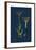 Polygonum Aviculare, Arenastrum; Common Knot-Grass-null-Framed Giclee Print