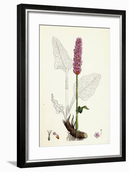 Polygonum Bistorta Common Bistort-null-Framed Giclee Print