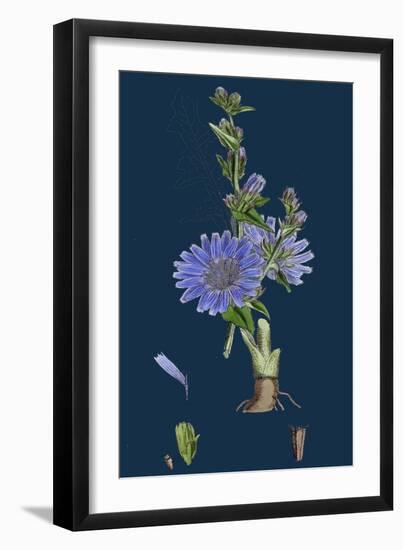 Polygonum Convolvulus; Climbing Buckwheat-null-Framed Giclee Print