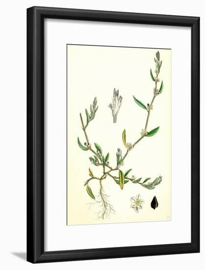 Polygonum Raii Ray's Knot-Grass-null-Framed Giclee Print