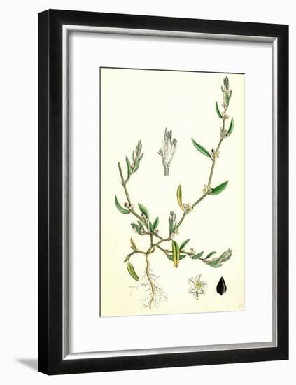 Polygonum Raii Ray's Knot-Grass-null-Framed Giclee Print