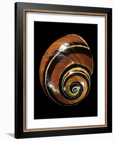 Polymita Picta-Paul Starosta-Framed Photographic Print