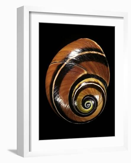 Polymita Picta-Paul Starosta-Framed Photographic Print