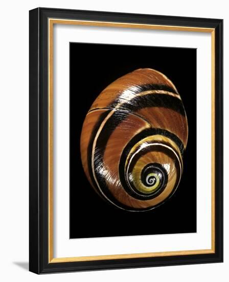 Polymita Picta-Paul Starosta-Framed Photographic Print