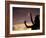 Polynesian Dancer, Ahu Tahai, Easter Island-Angelo Cavalli-Framed Photographic Print