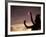 Polynesian Dancer, Ahu Tahai, Easter Island-Angelo Cavalli-Framed Photographic Print