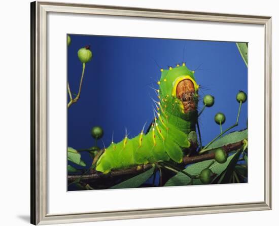 Polyphemus Moth Caterpillar Perching on Twig-David Northcott-Framed Photographic Print