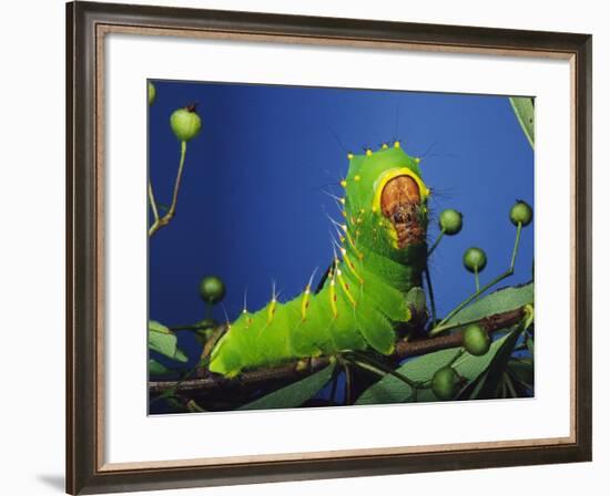 Polyphemus Moth Caterpillar Perching on Twig-David Northcott-Framed Photographic Print