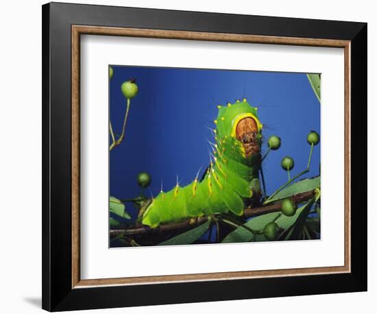 Polyphemus Moth Caterpillar Perching on Twig-David Northcott-Framed Photographic Print