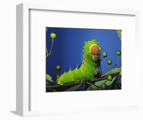 Polyphemus Moth Caterpillar Perching on Twig-David Northcott-Framed Photographic Print