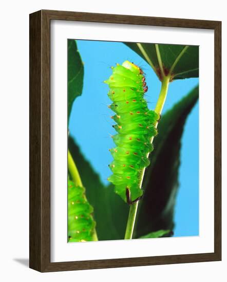 Polyphemus Moth Caterpillar, USA-David Northcott-Framed Photographic Print