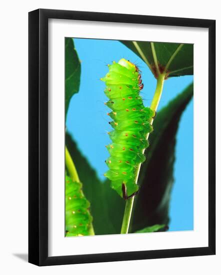 Polyphemus Moth Caterpillar, USA-David Northcott-Framed Photographic Print