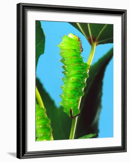 Polyphemus Moth Caterpillar, USA-David Northcott-Framed Photographic Print