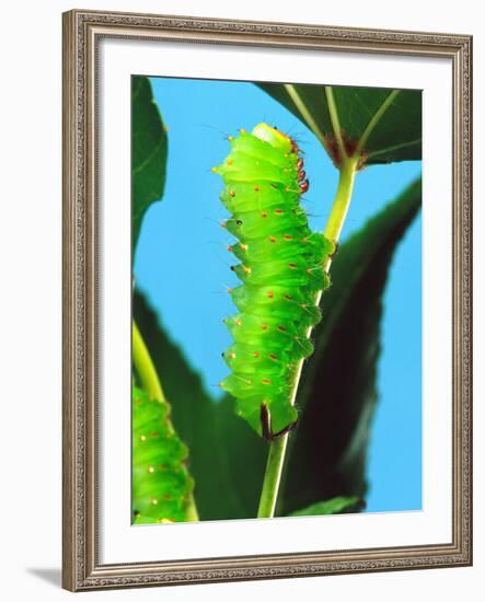 Polyphemus Moth Caterpillar, USA-David Northcott-Framed Photographic Print