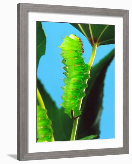 Polyphemus Moth Caterpillar, USA-David Northcott-Framed Photographic Print