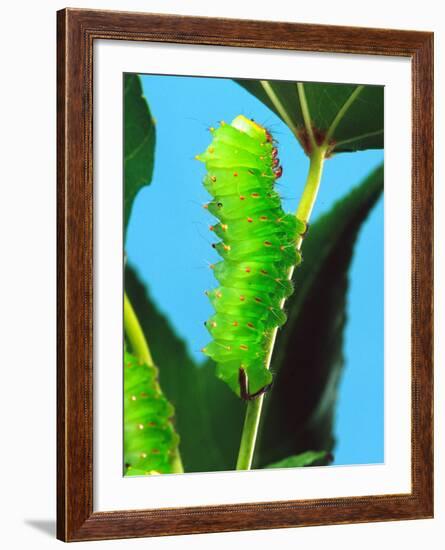 Polyphemus Moth Caterpillar, USA-David Northcott-Framed Photographic Print