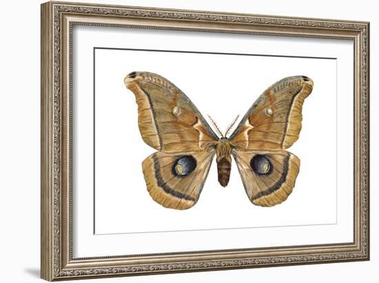 Polyphemus Moth (Telea Polyphemus), Insects-Encyclopaedia Britannica-Framed Art Print