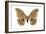 Polyphemus Moth (Telea Polyphemus), Insects-Encyclopaedia Britannica-Framed Art Print