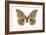 Polyphemus Moth (Telea Polyphemus), Insects-Encyclopaedia Britannica-Framed Art Print