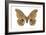 Polyphemus Moth (Telea Polyphemus), Insects-Encyclopaedia Britannica-Framed Art Print