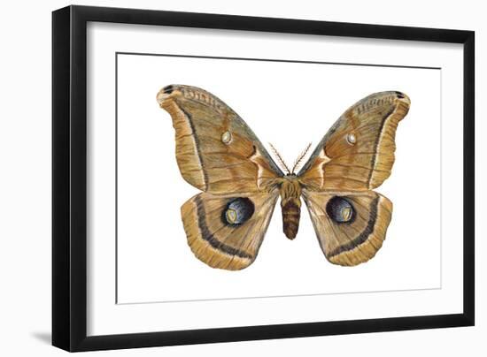 Polyphemus Moth (Telea Polyphemus), Insects-Encyclopaedia Britannica-Framed Art Print