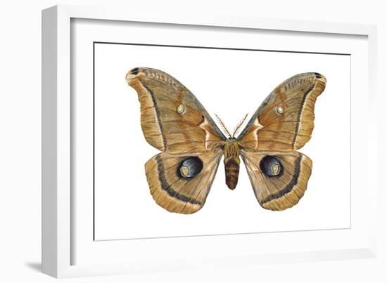 Polyphemus Moth (Telea Polyphemus), Insects-Encyclopaedia Britannica-Framed Art Print