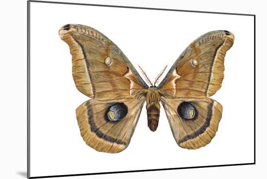 Polyphemus Moth (Telea Polyphemus), Insects-Encyclopaedia Britannica-Mounted Art Print