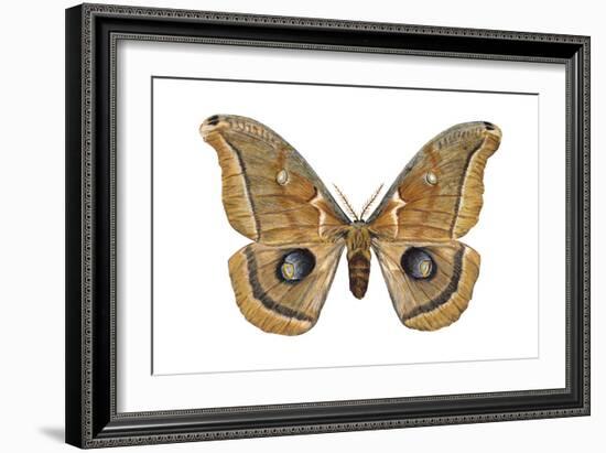 Polyphemus Moth (Telea Polyphemus), Insects-Encyclopaedia Britannica-Framed Art Print